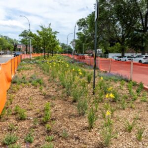 Three New Green Median Infrastructure Projects Announced In Queens